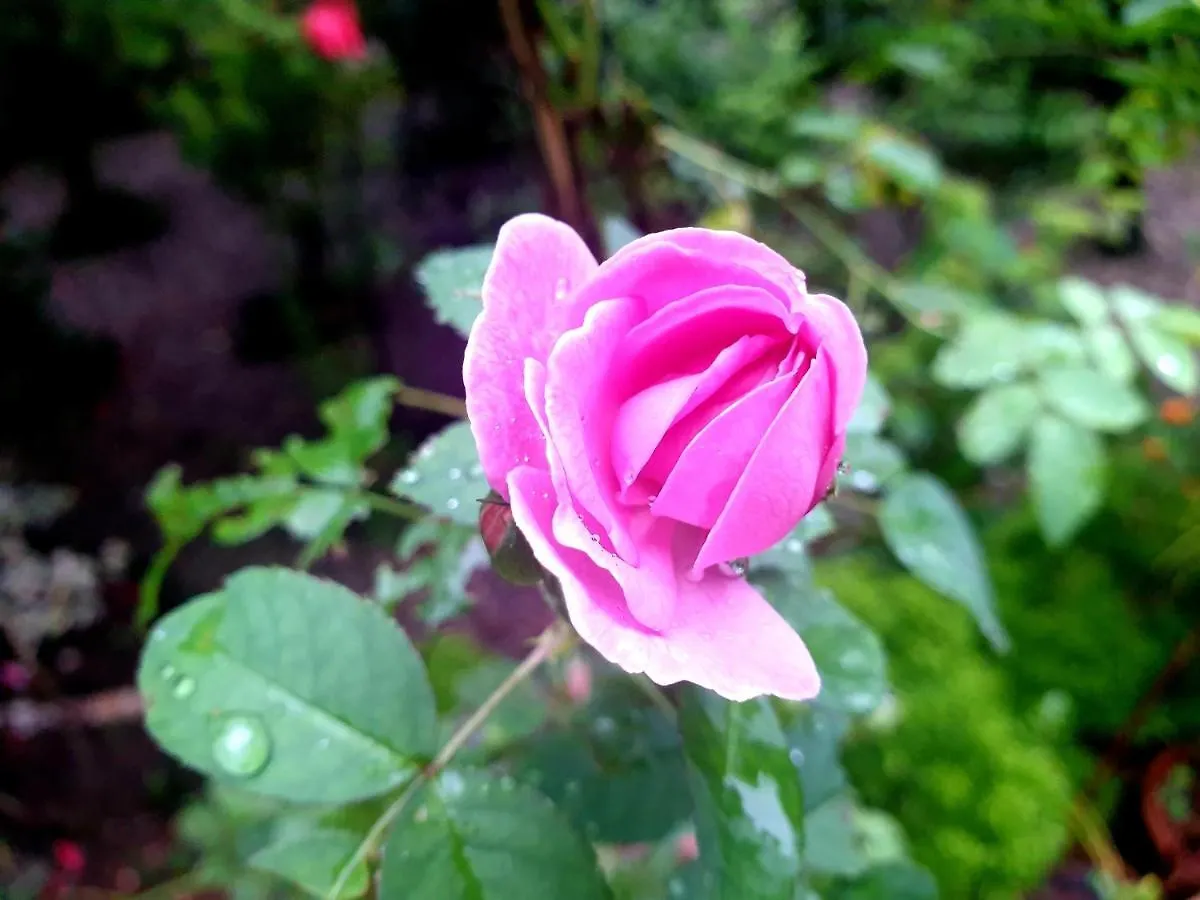 Amritham Holidays Homestay Trivandrum Thiruvananthapuram India