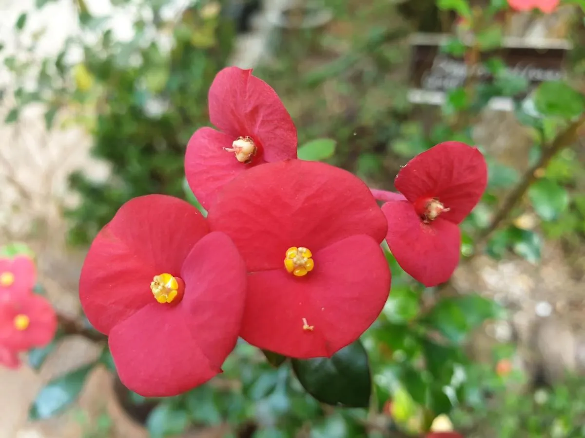 Amritham Holidays Homestay Trivandrum Thiruvananthapuram