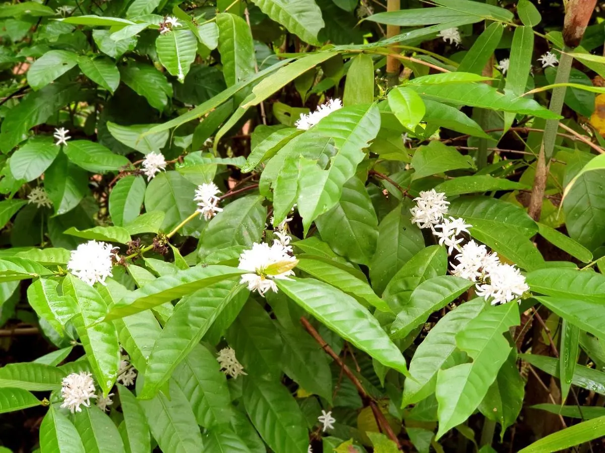 Amritham Holidays Homestay Trivandrum Thiruvananthapuram