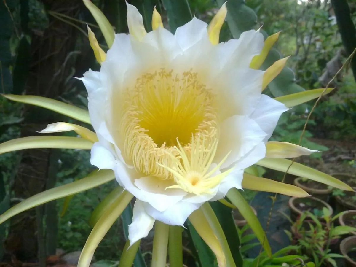 Amritham Holidays Homestay Trivandrum Thiruvananthapuram
